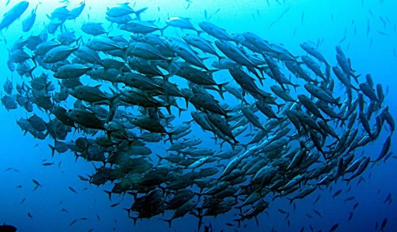 Fischschwarm unter Wasser